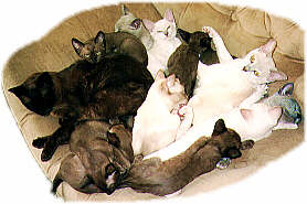 Four cats and eight kittens in a pile